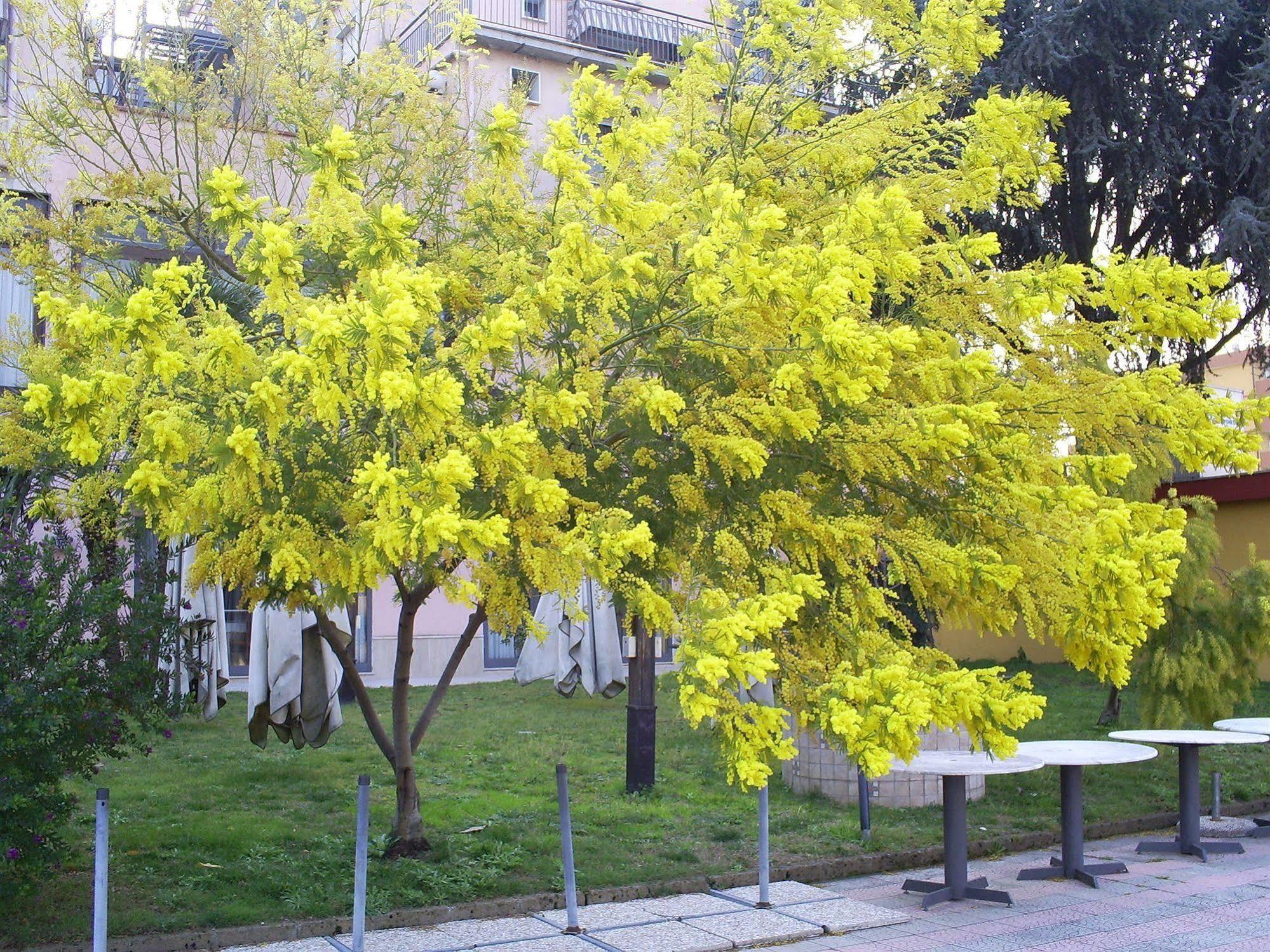 Pisani Hotel San Nicola la Strada Esterno foto